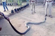 W Południowych Indiach Hindusi poratują wodą nawet zbłąkaną kobre, urocze :)