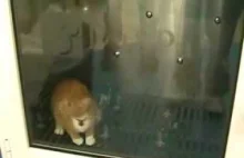 Automated Cat Wash