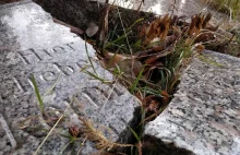 Szklarska Poręba: Kiedyś Panteon Karkonoszy, dziś cmentarz wstydu