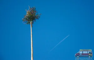 Stawianie Moja, czyli świąteczne drzewka na 20. metrowych palach w maju (sic!)