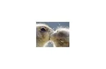 How Animals Kiss