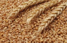 Współczesna pszenica zawiera tysiące szkodliwych dla zdrowia białek