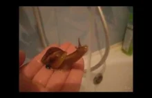 The snail takes a bath