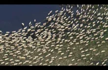 Coroczna migracja karibu. Najbardziej spektakularna wędrówka w świecie zwierząt!