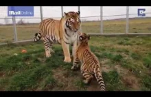 Owczarki niemieckie podczas zabawy z tygrysami syberyjskimi