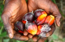 Olej palmowy: skąd te kontrowersje i co z nimi zrobić?
