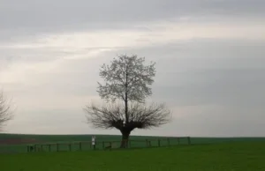 Podwójne drzewo Casorzo - drzewo, na którego szczycie rośnie drugie drzewo