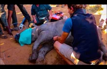 Ratowanie małego nosorożca za pomocą resuscytacji krążeniowo-oddechowej [ang].