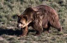 BIESZCZADY: Niedźwiedzica z małymi zaatakowała mężczyznę. 27-latek ma...