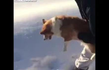 Pies wyrzucony z samolotu