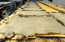 Proces produkcji rosyjskich futer naturalnych