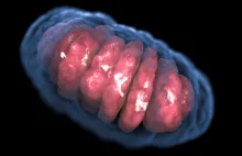 Odkryto pierwszy organizm eukariotyczny bez mitochondrium (w jelicie szynszyli)