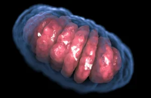 Odkryto pierwszy organizm eukariotyczny bez mitochondrium (w jelicie szynszyli)