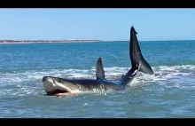 Żarłacz biały wpłynął na zbyt płytką dla niego wodę i próbuje się wydostać.