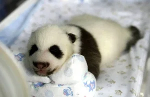 Są małe, puszyste i zupełnie bezbronne. Siedem malutkich pand.