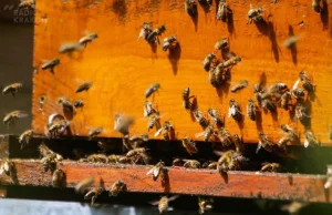 Władze powiatu olkuskiego rozdadzą chętnym ule z pszczelimi rodzinami