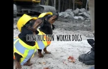 Psy pracują na budowie