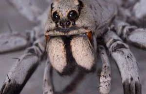 Białko z jadu groźnego australijskiego pająka, podane nawet 8 godzin po...