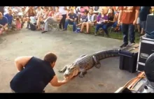 Nieudane zabawy z krokodylem