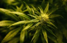 Medyczna marihuana w UK na receptę