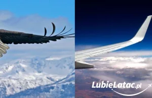 Ciekawostki: Skąd się wzięły winglety w samolotach?