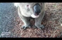 Spragniony Koala spotyka dobrego człowieka :-)