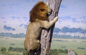 Lew ucieka na drzewo przed stadem wściekłych bawołów w Kenii