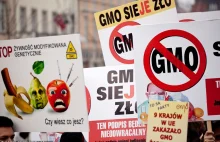 PiS złamał publiczne przyrzeczenie i nagle pokochał GMO