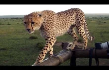Gepard spada do jeepa podczas safari