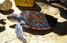 Żółwie morskie – Jak wygląda codzienna praca z tymi fascynującymi zwierzakami?