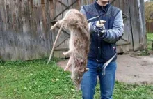 16-kilogramowy szczur zabity pod Białymstokiem
