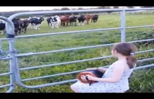 Krowy Uwielbiają Muzykę Akordeonową
