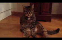 Kot po marihuanie siedzi i nie wie co się dzieje.