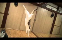 Skaczące koty - Slow motion