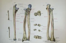 Kości pokryte wzorami. Tajemnicze zdobienie sprzed tysięcy lat