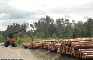 Lasy Państwowe zarabiają na nawałnicy. Powalone drewno y za 800 mln zł.