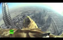 Orzeł z zamontowaną mini kamerą zlatuje ze szczytu Burj Khalifa