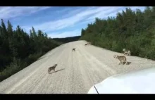 6 małych wilczków wyje razem na drodze.