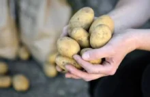 IERiGŻ: Ceny ziemniaków wysokie, ale do rekordów jest jeszcze daleko