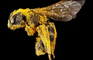 Zdumiewające fotografie ukazujące prawdziwe piękno pszczół