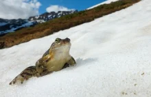 Żaby skaczące po śniegu w szwajcarskich Alpach