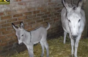 Osiołki z poznańskiego zoo mają syna. Interwencja radnej PiS nie pomogła!