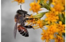 Pszczoły giną od nikotyny.