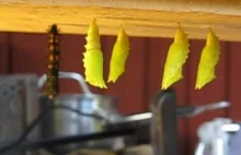 Time lapse przeistoczenia z larwy w motyla