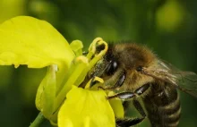 Ministerstwo Środowiska mówi "nie" opryskom rzepaku groźnym dla pszczół