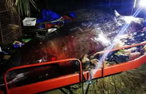 40 kg plastiku w żołądku zmarłego walenia. Naukowcy pokazali wstrząsające...