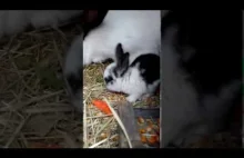 Duuużo małych i słodkich królików