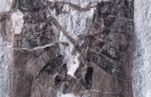 Seks zaklęty w kamieniu przez... 165 milionów lat
