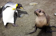Foki przyłapane na seksie z pingwinami [ENG]