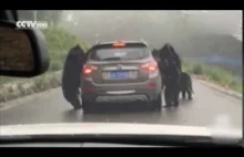 Gang niedzwiedzi napada na samochód